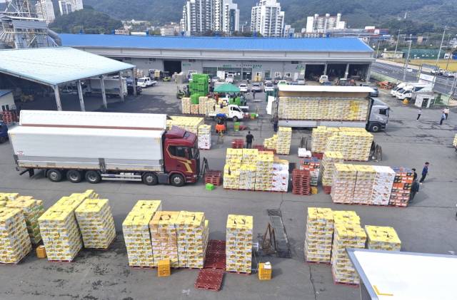 경남 창원에서 생산된 조생종 품종인 ‘서초조생’과 ‘태추’ 단감이 지난 7일 북창원농협 산지유통센터에서 서울·경기 등 수도권 주요 공판장으로 유통되고 있다. 창원시 제공