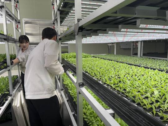 청주시 1호 스마트팜 팜토리 직원들이 고품격 채소 생산을 위한 작업을 하고 있다. 김동민기자