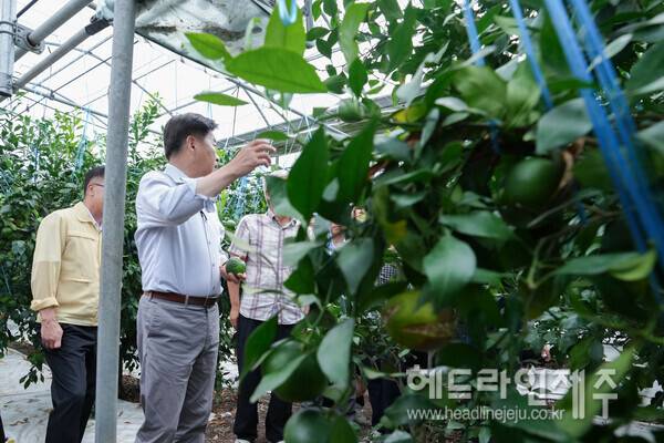 19일 레드향 열과 피해 현장을 찾은 오영훈 지사.
