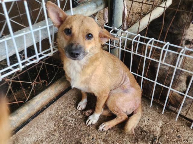 지난해 2월 전북 정읍시 보호소로 들어온 유기견이 그해 9월 동물용 의약품 개발사로 입양돼 안락사된 뒤 카데바로 이용됐다는 의혹이 제기됐다. 비글구조네트워크 제공