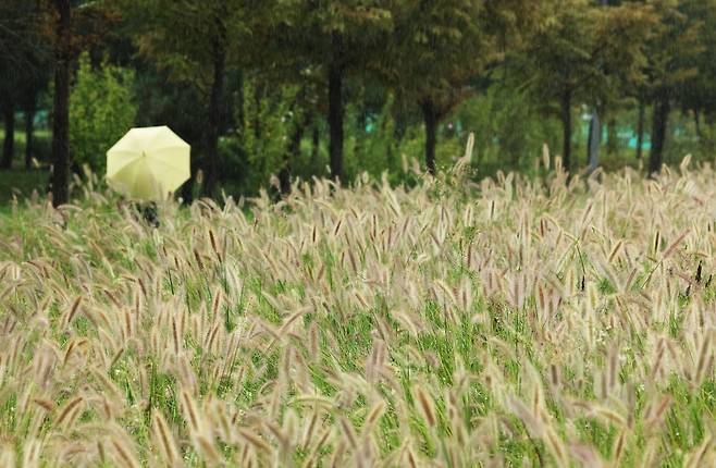 비가 내린 지난 17일 경기도 수원시 팔달구 서호꽃뫼공원에서 우산을 쓴 시민이 수크령 사이를 걷고 있다. 사진=연합뉴스