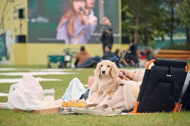 매년 가을 경기도 가평 자라섬에서 열리는 '자라섬재즈페스티벌'. 사진=자라섬재즈페스티벌