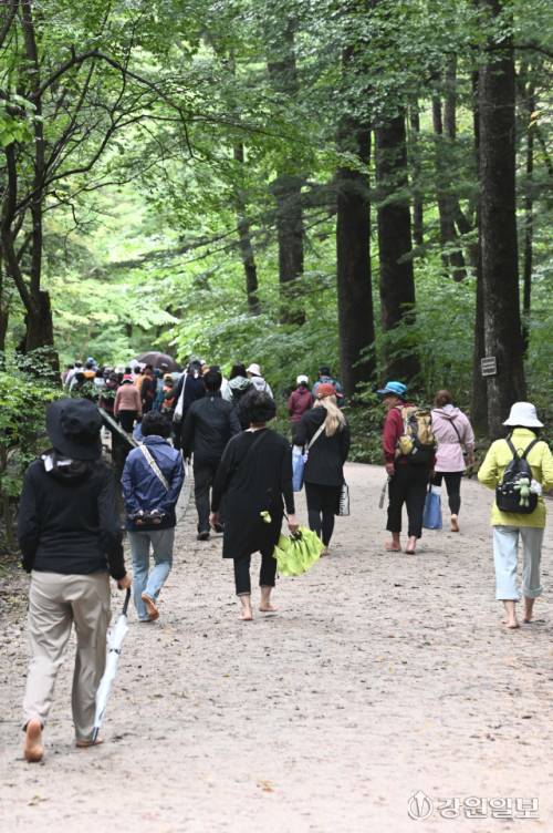 20일 평창 월정사 전나무 숲길에서 열린 2025 오대산 전나무 숲길 맨발 힐링 트래킹에 참가한 시민들이 자연과 하나되는 치유의 시간을 갖고 있다. 신세희기자