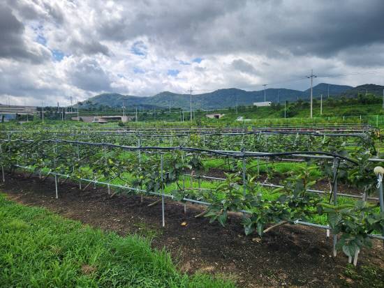 경남도농업기술원은 과수 산업의 노동 집약적 약점을 극복하기 위해 평면수형으로의 전환과 농작업의 로봇화을 꾀하고 있다. 사진은 단감 평면수형의 모습.사진=경남도농업기술원