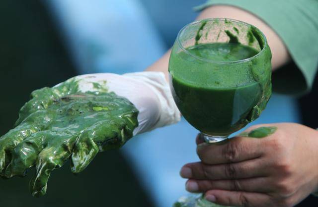 2022년 8월 4일 낙동강 하류 지점인 경남 김해시 대동면 김해어촌계 대동선착장에서 환경단체 관계자가 녹조가 잔뜩 낀 낙동강 물을 와인잔과 손으로 받아 보여주고 있다. 연합뉴스