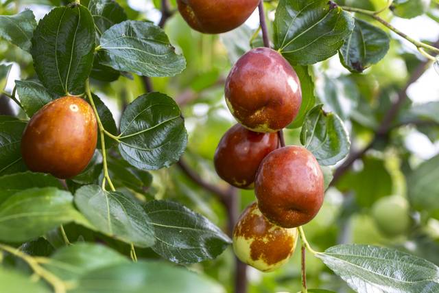 올해 충북 보은 대추가 풍년을 맞았다. 사진은 기사의 특정 사실과 관련 없음. 클립아트코리아