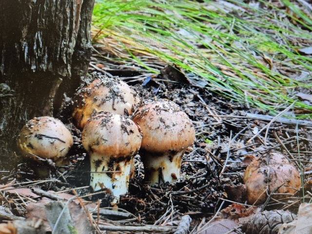 올 봄 경북 북부지역을 휩쓴 초대형 산불에 이어, 여름철 강원 영동지역의 극심한 가뭄으로 올해 송이 가격이 오르고 있다. 대구일보DB