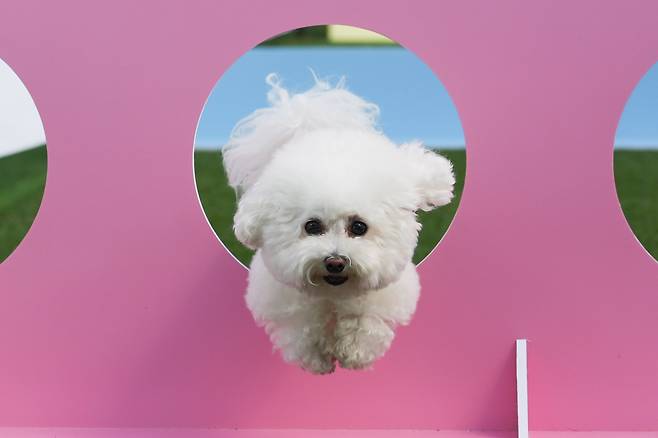 반려견이 장애물을 힘차게 넘고 있다. / 고운호 기자