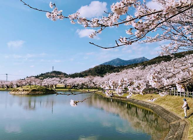 벚꽃 명소로 유명한 호조 오이케 연못
