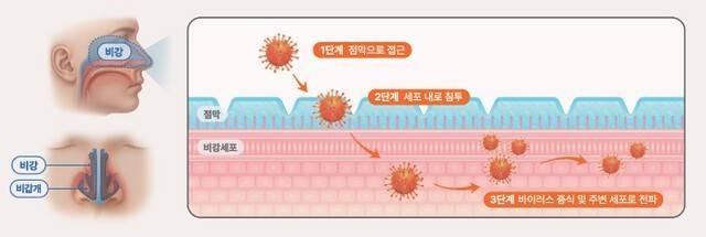 코점막을 통해 인체에 침투한 바이러스가 세포 내에서 증식하며 주변으로 확산되는 감염 과정|출처: 하이닥