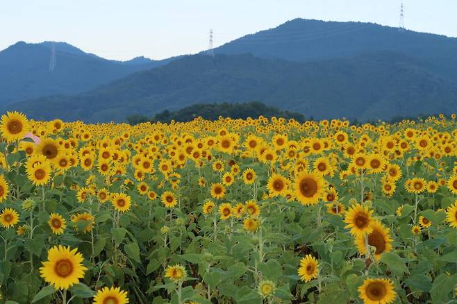군마 해바라기 밭
