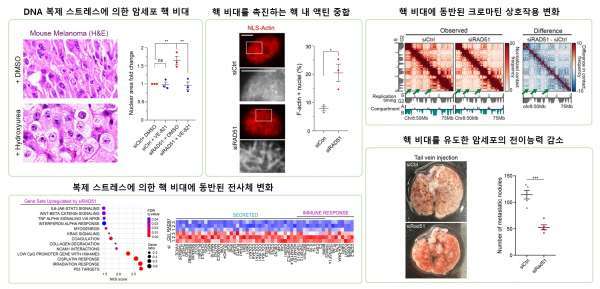 암세포 핵 비대화 이유 규명