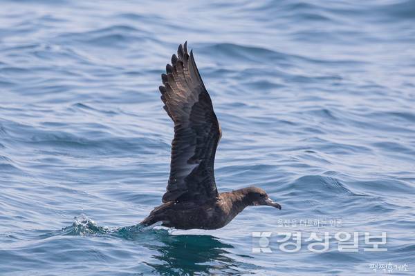 울산 방어진 앞바다에서 포착된 국제보호조류인 붉은발슴새. 홍승민 짹짹휴게소 대표 제공