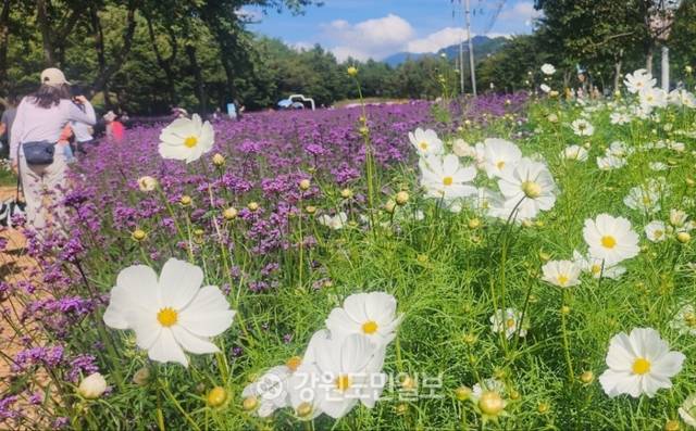 ▲ ‘꽃마을 인제’ 2025 인제 가을꽃 축제가 27일 개막했다. 올해로 7회째를 맞은 가을꽃 축제는 오는 10월 19일까지 23일간 인제군 북면 용대관광지 일원에서 열린다. 인제 꽃축제의 특별함을 선사하기 위해 차별화된 공간 구성과 함께 체험 프로그램이 강화됐으며 △행복하길 △사랑하길 △소통하길 △힐링하길 등 네 가지 테마로 꾸며졌다. 축제장 곳곳에 인파가 몰리고 있다. 이동명 기자