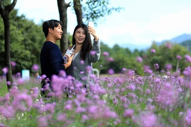 ▲ ‘꽃마을 인제’ 2025 인제 가을꽃 축제가 27일 개막했다. 올해로 7회째를 맞은 가을꽃 축제는 오는 10월 19일까지 23일간 인제군 북면 용대관광지 일원에서 열린다. 인제 꽃축제의 특별함을 선사하기 위해 차별화된 공간 구성과 함께 체험 프로그램이 강화됐으며 △행복하길 △사랑하길 △소통하길 △힐링하길 등 네 가지 테마로 꾸며졌다. 축제장 곳곳에 인파가 몰리고 있다. 인제군 제공