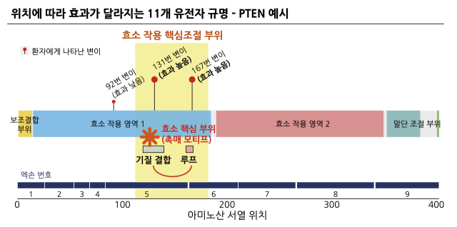 위치에 따라 효과가 달라지는 유전자(PTEN 예시). 사진 제공=분당서울대병원