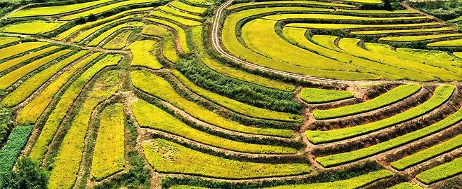 절기상 추분인 23일 경기 평택시 현덕면 구불구불한 다랑이 논에 수확을 앞둔 벼가 황금빛으로 물들어 있다. 2025.09.23. 평택=뉴시스