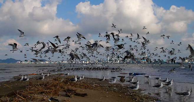 새만금의 생태계를 기록한 다큐멘터리 영화 <수라> 갈무리.