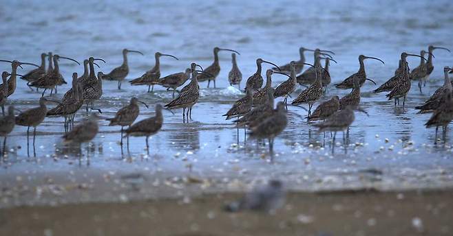 새만금의 생태계를 기록한 다큐멘터리 영화 <수라> 갈무리.