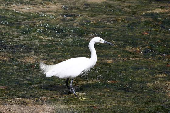 청계천에 서식하는 백로. 김종호 기자