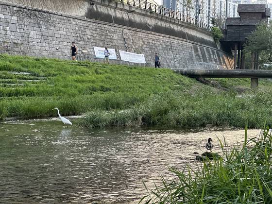 26일 서울 청계천에서 여러 새들이 먹이를 찾거나 휴식을 취하고 있다. 천권필 기자