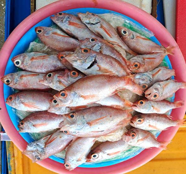 쌓여 있는 눈볼대 모습.