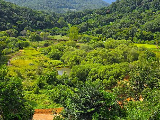 여름철 돌리네 습지.