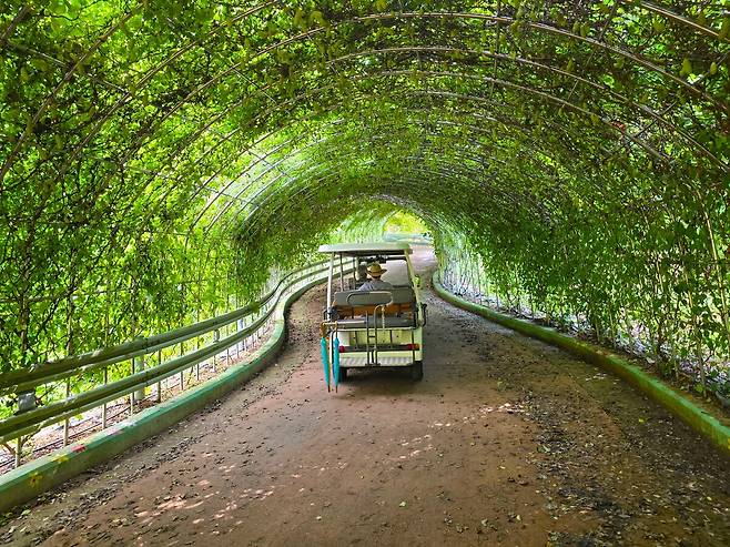 덩굴식물 터널.