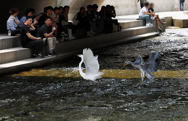 지난 5월 청계천에서 백로와 왜가리가 먹이 다툼을 하는 것을 시민들이 지켜보고 있다./전기병 기자