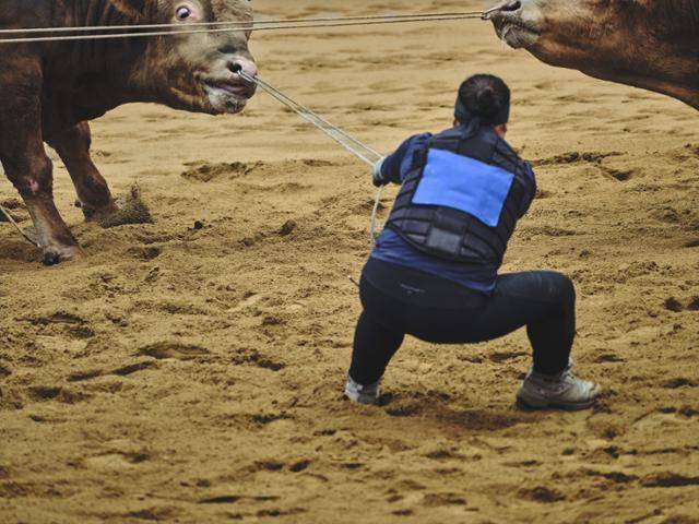 조교사가 소싸움 경기 도중 경기장으로 나오지 않으려는 소의 살코를 끌어당기고 있다. 동물해방물결 제공