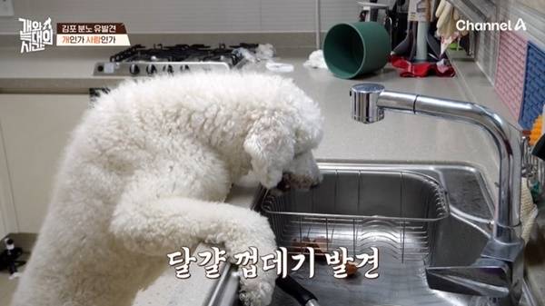 채널A ‘개와 늑대의 시간’ 캡처