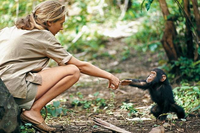 어린 침팬지‘플린트’와 인사하는 연구 초창기의 구달박사‘. 제인구달, 침팬지와함께한50년’중에서./출판사 궁리 제공