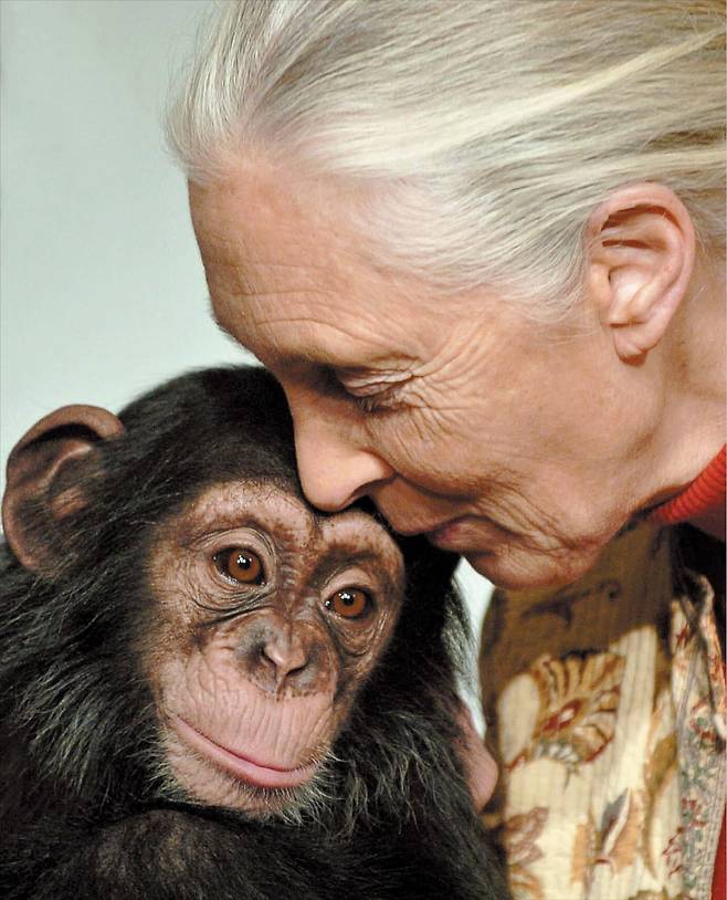 AP 연합뉴스영장류 박사 제인 구달이 2004년 헝가리 부다페스트 동물원에서 입양한 침팬지 폴라의 이마에 입 맞추는 모습. 구달은 침팬지를 비롯한 여러 영장류의 행동을 연구하고, 환경 운동에 헌신했다.
