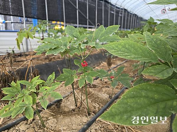여주의 인삼 농장에서 자라고 있는 인삼에 열매가 달려있는 모습. 2025.10.2 /구민주 기자 kumj@kyeongin.com