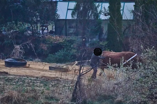 경북 청도군에서 소 주인이 싸움소에게 폐타이어를 끌게 훈련하면서 채찍질을 하고 있다. 동물해방물결·동물을위한마지막희망(LCA) 제공