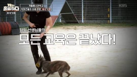 사진=KBS 2TV ‘개는 훌륭하다’
