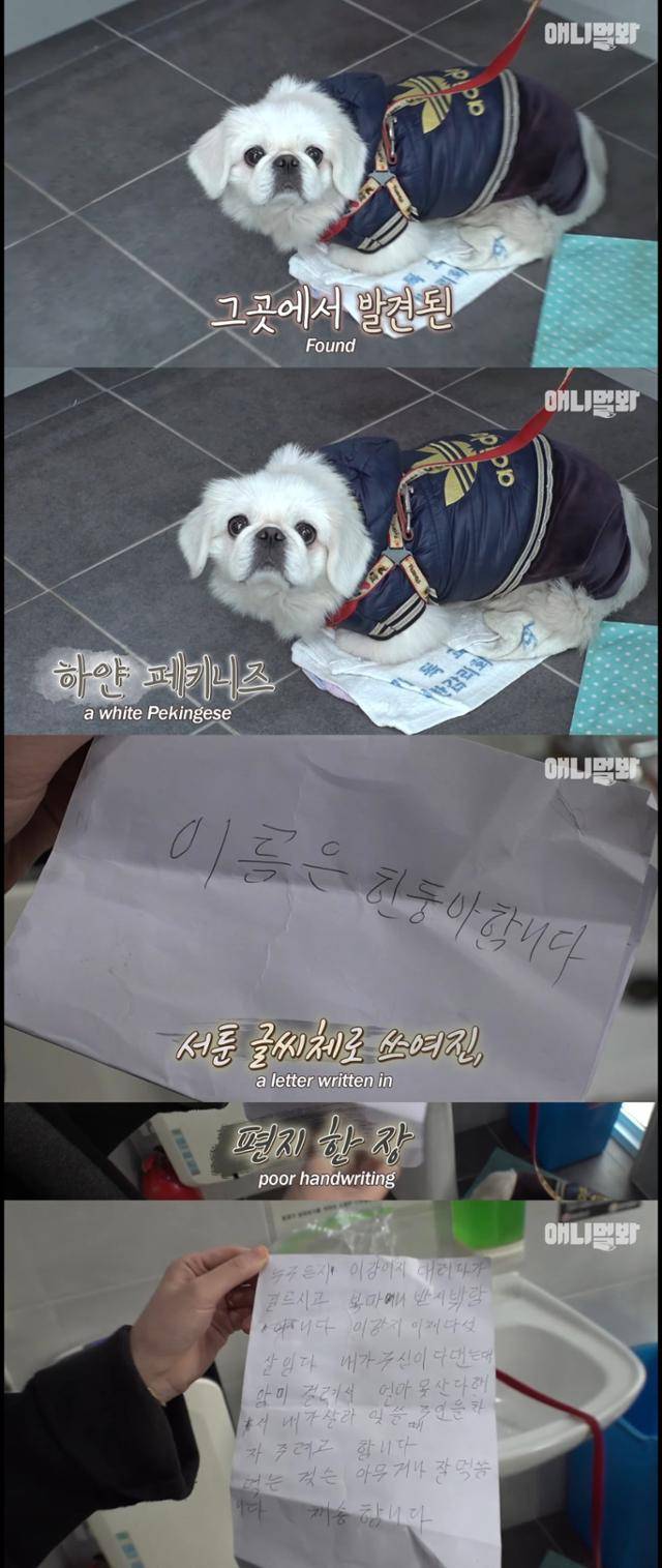 "이 아이의 이름은 흰둥이입니다" 애니멀봐 유튜브 캡처