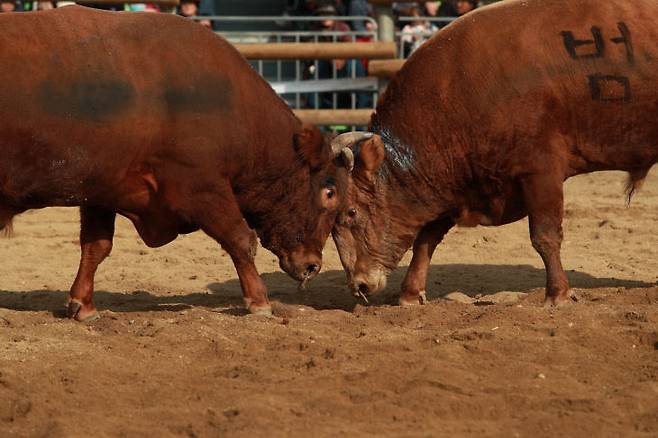 보은대추축제 민속경기의 꽃 소 힘겨루기대회가 17~21일 열린다. 사진은 지난해 대회 소힘겨루기 대회 모습. (보은군 제공)