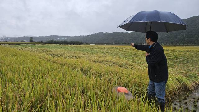 13일 오후 의성군 봉양면에서 벼와 마늘 이모작 농사를 짓는 신우연(78) 씨가 잦은 비에 벼가 넘어진 논을 가르키며 상황을 설명하고 있다. 장성현 기자