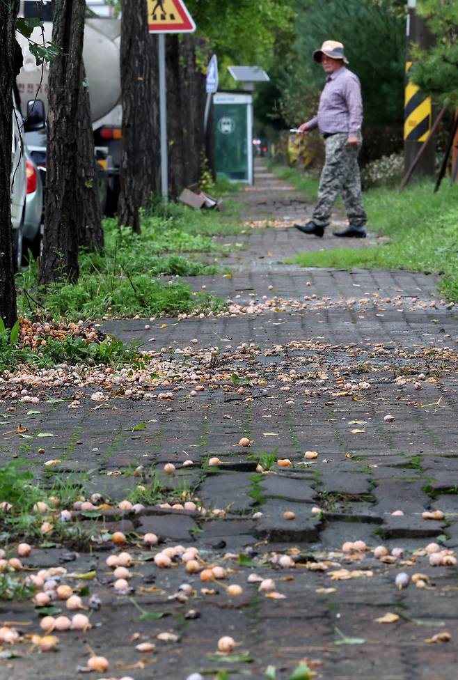 낭만의 계절 가을의 대표적인 불청객이 찾아왔다. 14일 오전 포항시 남구 오천읍 문덕리 도로변에 악취를 풍기는 은행나무 열매가 떨어져 있다. /이용선기자 photokid@kbmaeil.com