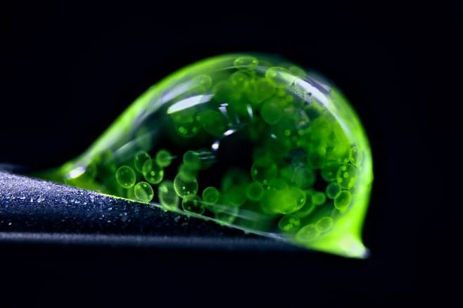 2위 수상작 ‘물방울 속 녹조류 구체’. Jan Rosenboom, 니콘 스몰 월드 제공