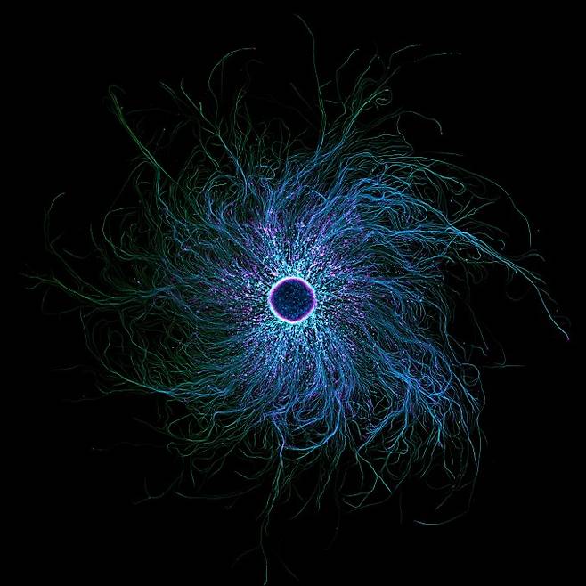 7위 수상작 ‘튜뷸린과 액틴을 나타내도록 표지된 iPSC 유래 감각 뉴런’. Stella Whittaker, 니콘 스몰 월드 제공