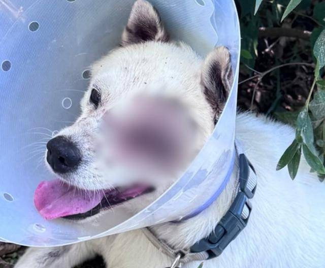 동물보호단체 '비글구조네트워크'가 7월 공개한 피해 반려견 중 한마리의 모습. 단체는 비비탄 난사에 눈을 크게 다친 이 반려견이 결국 실명해 안구를 적출했다고 밝혔다. 인스타그램 '비글구조네트워크' 계정 캡처