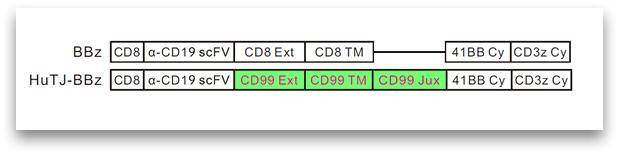 ▲그림 노바티스의 CAR-T치료제 킴리아(위 그림에 BBζ라고 표기)와, 최은영 교수팀이 개발한 CAR-T세포에 링커(HuTJ-BBζ)를 비교한 그림. 세포 밖 도메인(Ext)과 세포막 통과 도메인(TM), 그리고 TM에 접근해 있는 세포 내부 도메인(Jux)에 무슨 물질을 썼느냐를 알 수 있다. 노바티스 제품('BBζ')은 아무 기능을 하지 않는 CD8을 사용하나, 최은영 교수팀은 CD99으로 치환했다. ⓒ이미지 최은영 교수 제공
