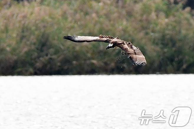 19일 경북 포항시 남구 연일읍 형산강에서 환경부 멸종위기 야생생물 II급 물수리가 물고기 사냥을 위해 수면 위를 날고 있다. 2025.10.19/뉴스1 ⓒ News1 최창호 기자