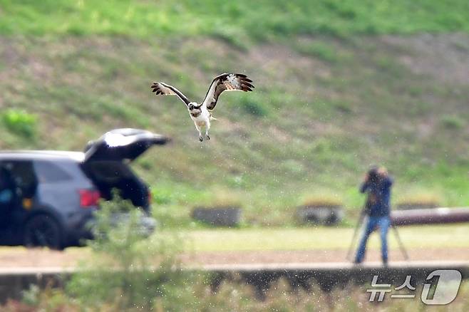 19일 경북 포항시 남구 연일읍 형산강에서 환경부 멸종위기 야생생물 II급 물수리가 물고기 사냥에 실패한 후 날아오르고 있다. 2025.10.19/뉴스1 ⓒ News1 최창호 기자