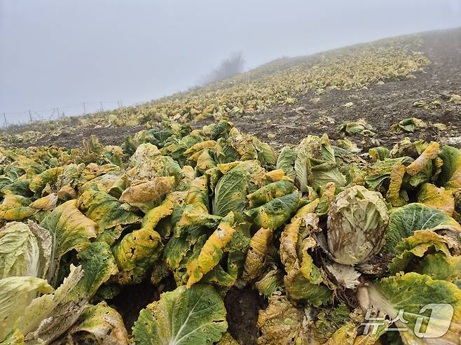 20일 오전 강원 강릉 왕산면 대기리의 한 배추밭. 극심한 가뭄에 이어 집중호우로 인해 배춧잎이 누렇게 변하고 밑둥이 썩어가고 있다. 2025.10.20/뉴스1