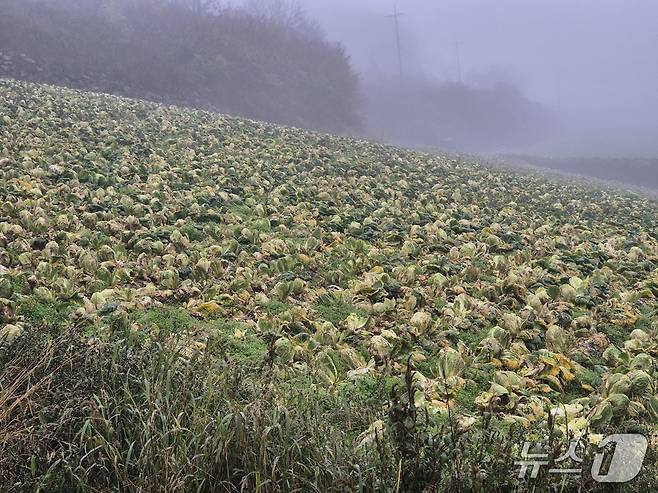 20일 오전 강원 강릉 왕산면 대기리의 한 배추밭. 극심한 가뭄에 이어 집중호우로 인해 배춧잎이 누렇게 변하고 밑둥이 썩어가고 있다. 2025.10.20/뉴스1
