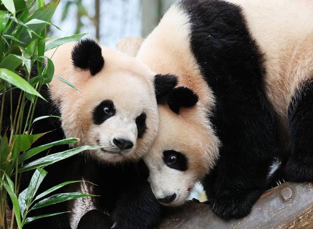 22일 경기도 용인시 에버랜드에서 쌍둥이 판다 루이바오와 후이바오가 나무 위에 올라가 있다. 연합뉴스