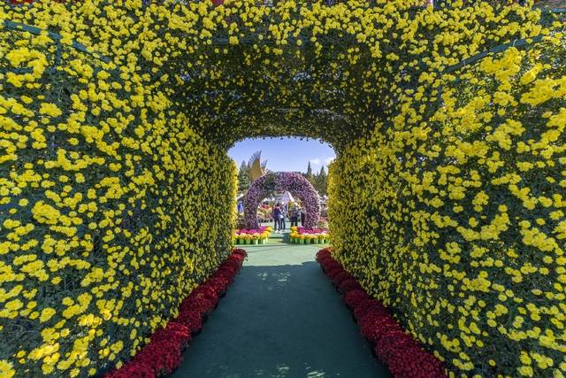 24일 제22회 익산 천만송이 국화축제장/사진 제공=익산시